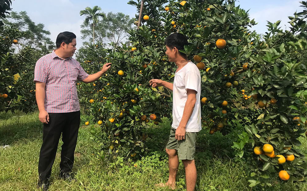 Ông Hoàng Trung Chinh - Chủ tịch Ủy ban MTTQ Việt Nam huyện Lục Yên (bên trái) thăm mô hình trồng cam của người dân xã Mai Sơn.