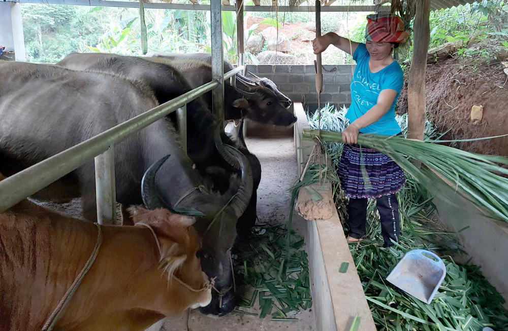 Người dân xã Xà Hồ, huyện Trạm Tấu tập trung chăm sóc cho đàn gia súc của gia đình