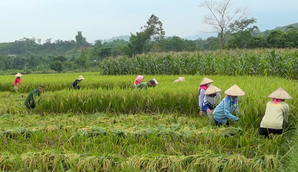 Nông dân Văn Chấn thu hoạch lúa xuân