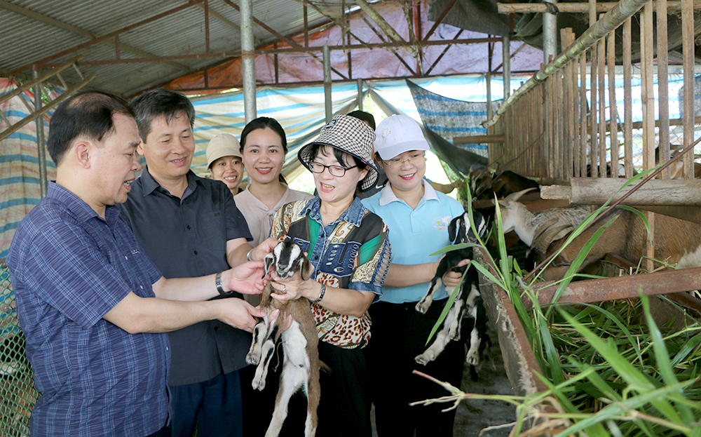 Các đồng chí lãnh đạo tỉnh, lãnh đạo huyện thăm mô hình nuôi dê của gia đình anh chị  Lê Văn Toàn và Phạm Hồng Nghĩa - thôn Đa Cốc, xã Vĩnh Kiên.