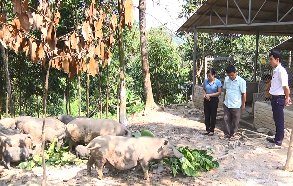 Mô hình chăn nuôi lợn ở xã Tân Hợp, huyện Văn Yên góp phần giảm nghèo bền vững cho người dân.