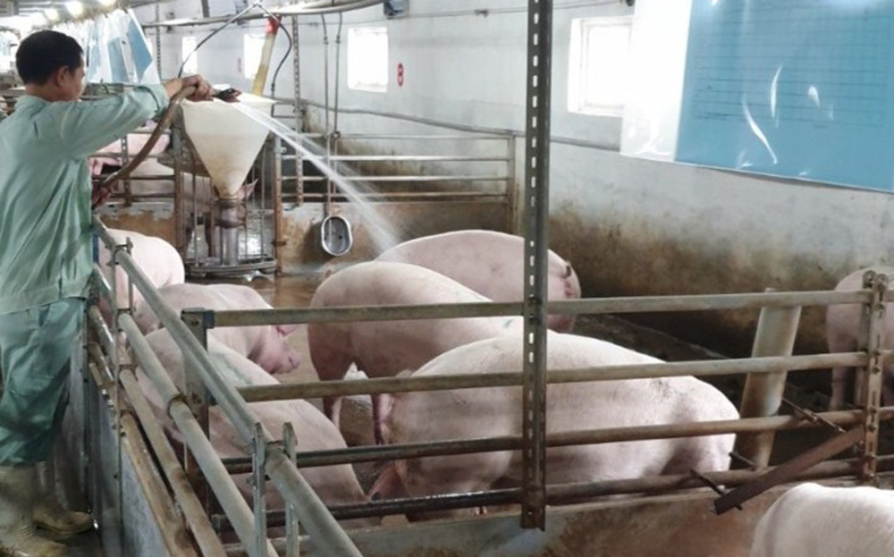 Hiện trên địa bàn tỉnh đã xây dựng được 9 cơ sở an toàn dịch bệnh với bệnh lở mồm long móng tại trang trại chăn nuôi lợn.