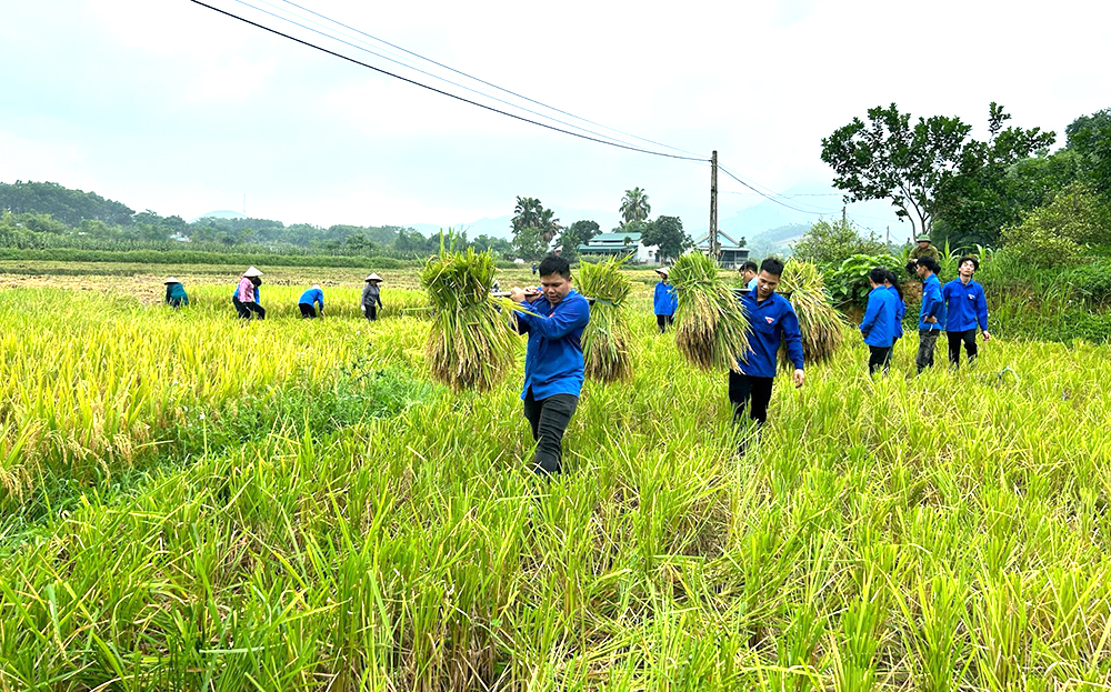 Đoàn viên thanh niên xã Vĩnh Kiên tham gia gặt lúa giúp gia đình ông Đặng Văn Luyện, thôn Chanh Yên.