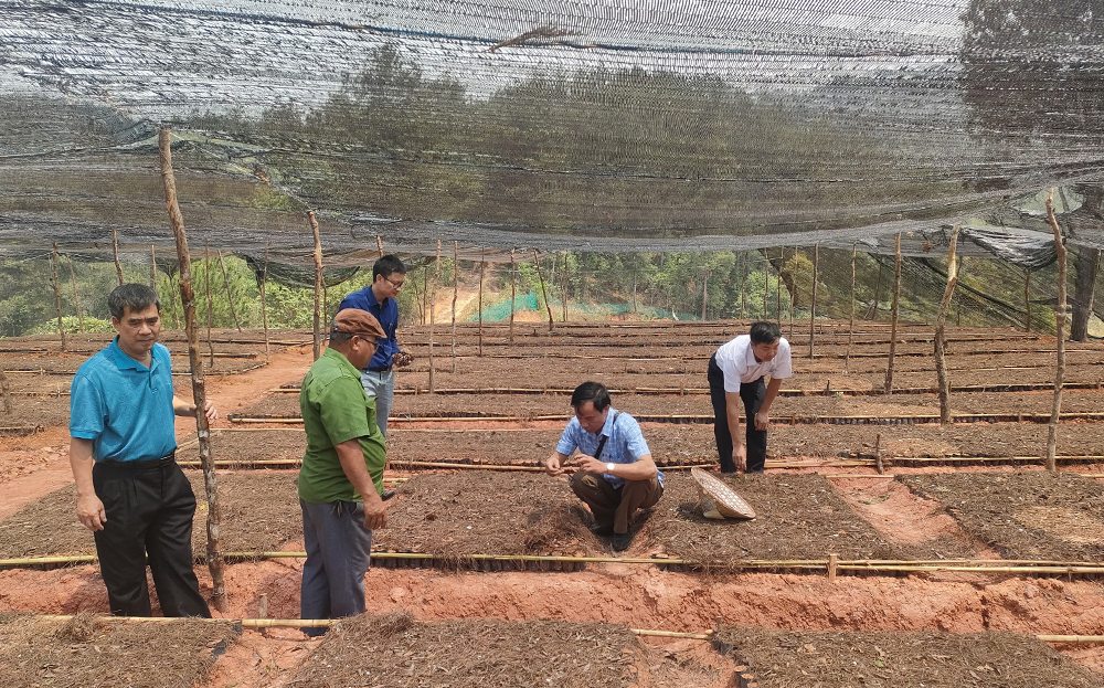 Lãnh đạo Liên minh HTX tỉnh kiểm tra mô hình trồng cây dược liệu của Hợp tác xã Dược liệu tại xã Púng Luông, huyện Mù Cang Chải.
