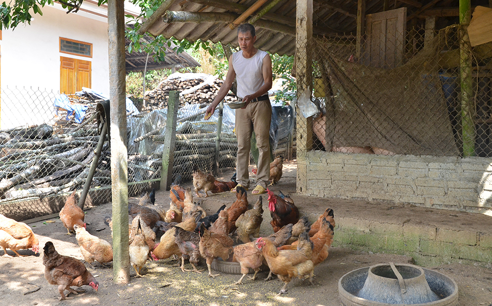 Cựu chiến binh Phạm Quốc Thắng chăm sóc đàn gà.