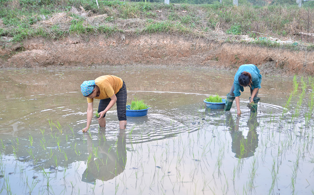 Nông dân xã Khánh Hòa gieo cấy lúa mùa.