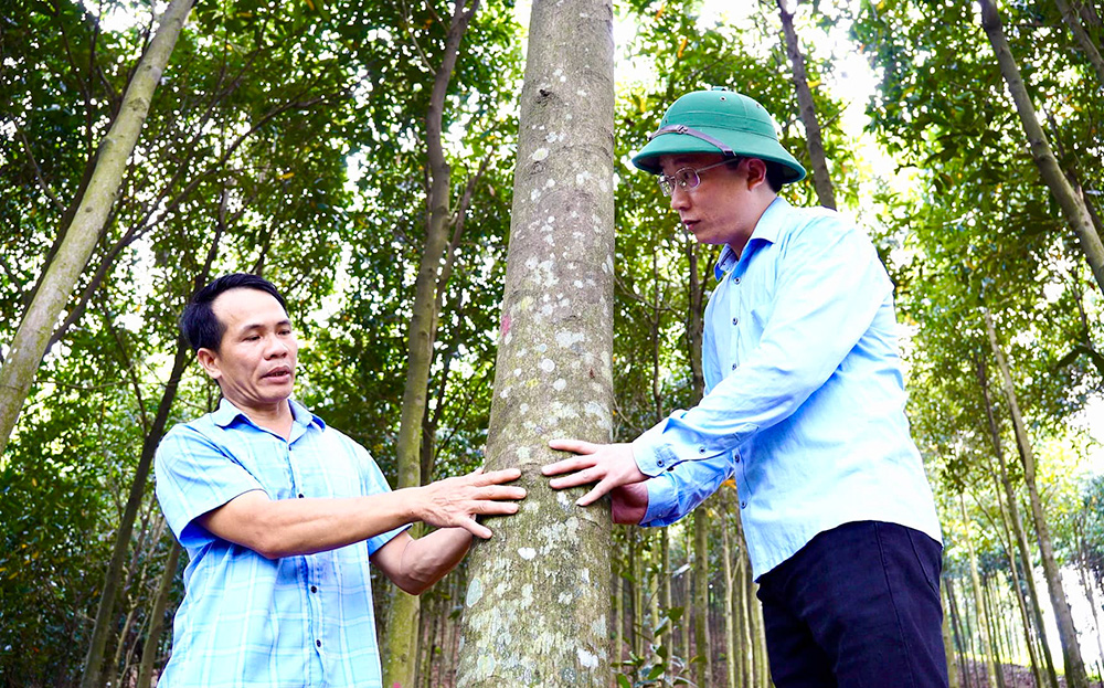 Ông Tạ Minh Nhất - Chủ tịch UBND xã Tân Hương (bên phải) và ông Lương Văn Tuyến tham quan vườn quế của người dân thôn Tân Bình.