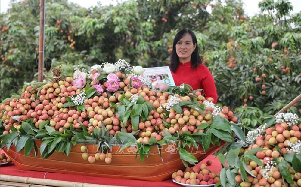 Năm 2025, sản lượng vải thiều Thanh Hà khoảng 38.000 tấn.