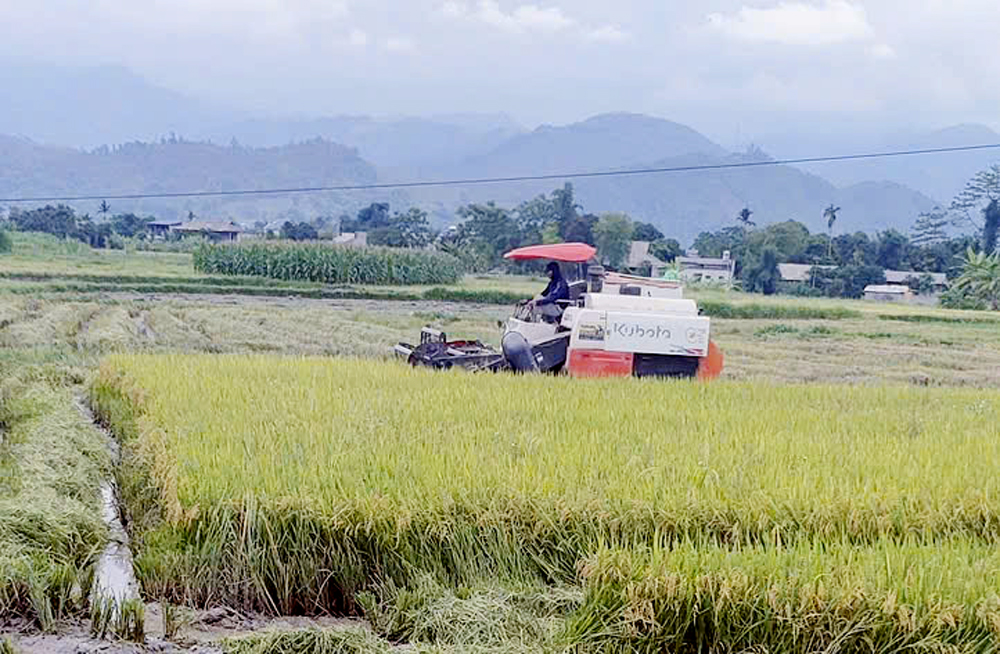 Người dân xã Thạch Lương thu hoạch lúa xuân, chuẩn bị làm đất, gieo cấy lúa mùa 2025