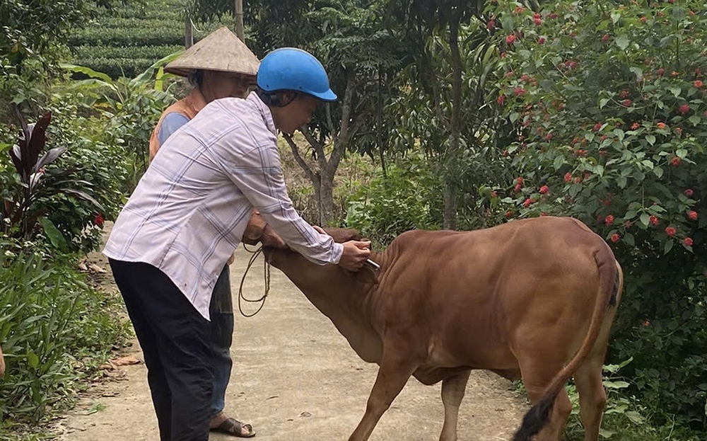 Nhân viên thú y xã Nghĩa Lộ, thị xã Nghĩa Lộ tiêm phòng vắc xin lở mồm long móng cho đàn gia súc trên địa bàn xã.