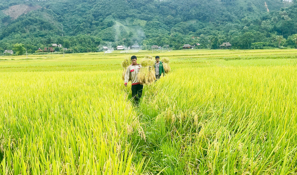 Người dân Lục Yên thu hoạch lúa xuân