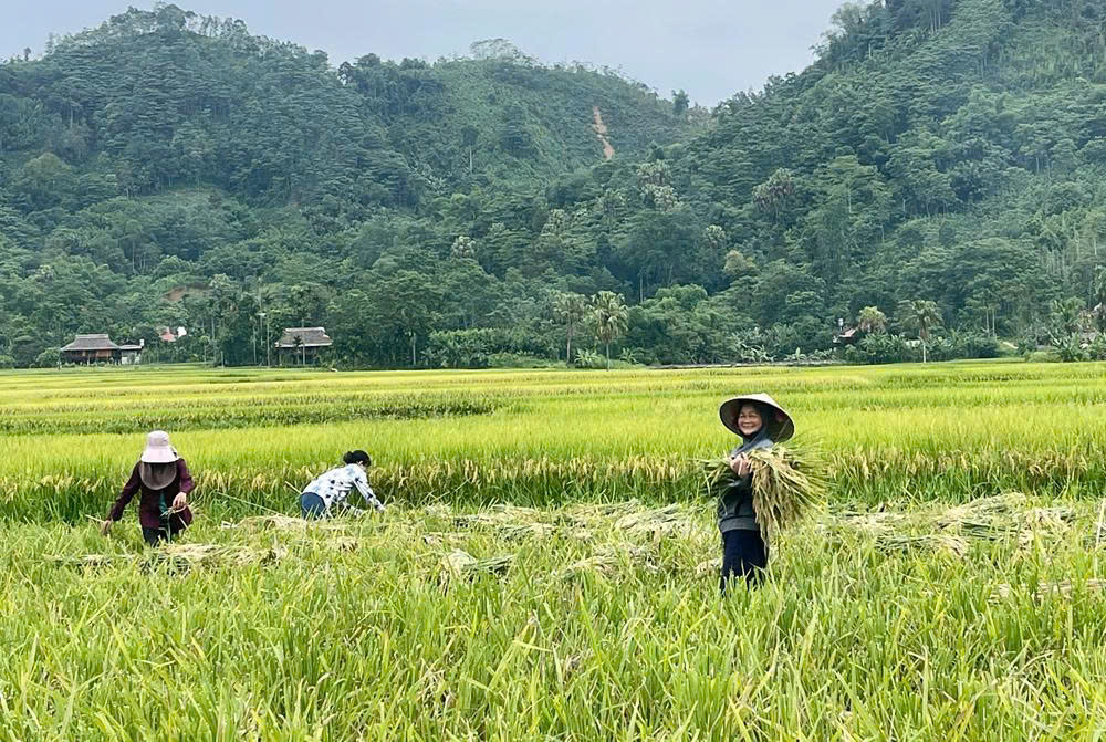 Nông dân xã Minh Xuân thu hoạch lúa xuân