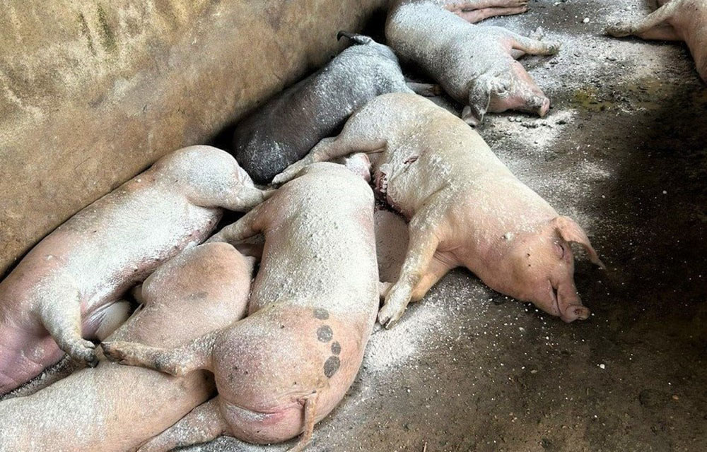 Nhà nước sẽ hỗ trợ một phần thiệt hại do dịch bệnh động vật, không đền bù thiệt hại.