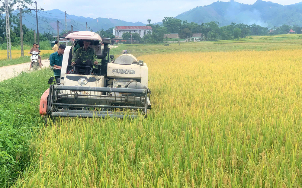 Nông dân huyện Lục Yên đưa cơ giới hóa vào thu hoạch lúa xuân.

