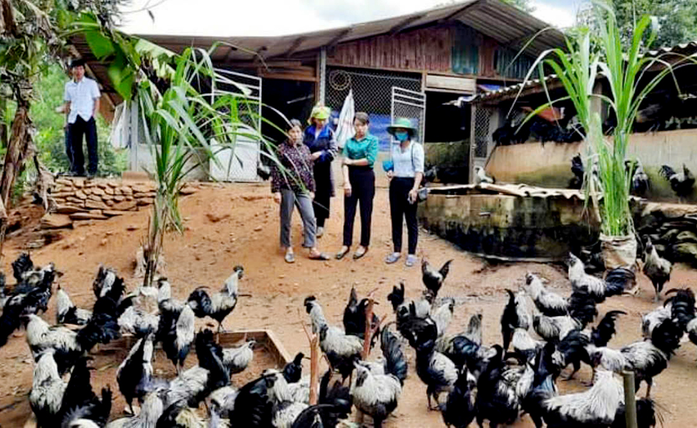 Mô hình nuôi gà đen của gia đình anh Hờ A Câu ở bản Trống Tông đem lại nguồn thu nhập cao