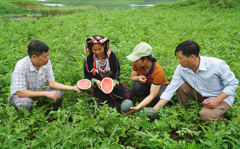 Gia đình chị Lý Thị Mơ, thôn Ngòi Khương, xã Yên Thành (thứ 2, bên trái sang) vụ này thu khoảng 1,5 tấn dưa.