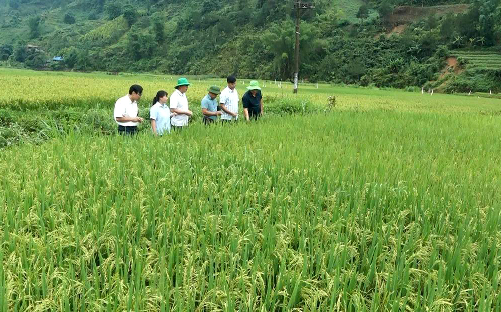 Khảo nghiệm giống lúa mới, chất lượng cao tại huyện vùng cao Trạm Tấu trong vụ xuân năm 2025