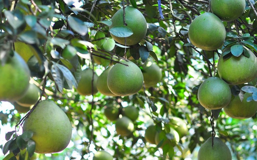 Đến nay, toàn tỉnh đã cấp 103 mã số vùng trồng với diện tích trên 1.165 ha