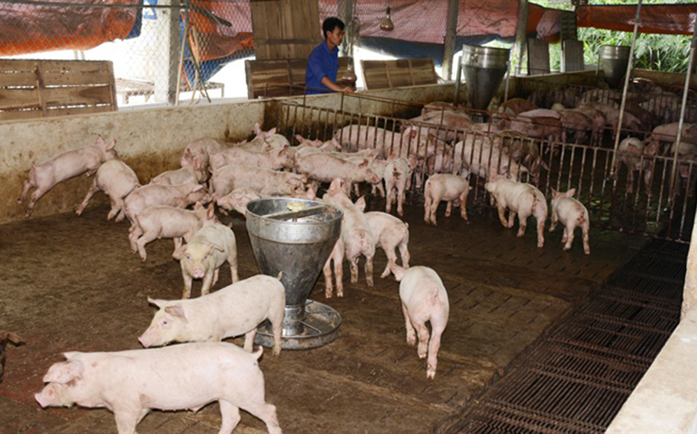 Thời gian tới, các ngành chức năng và chính quyền địa phương tiếp tục tập trung triển khai quyết liệt, đồng bộ giải pháp kiểm soát, phòng chống bệnh dịch tả lợn Châu Phi theo đúng quy định. (ảnh minh hoạ)