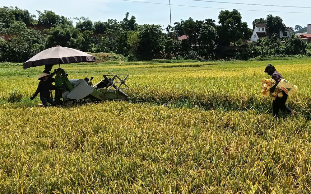 Nhân dân xã Thành Thịnh (Trấn Yên) thu hoạch lúa xuân.