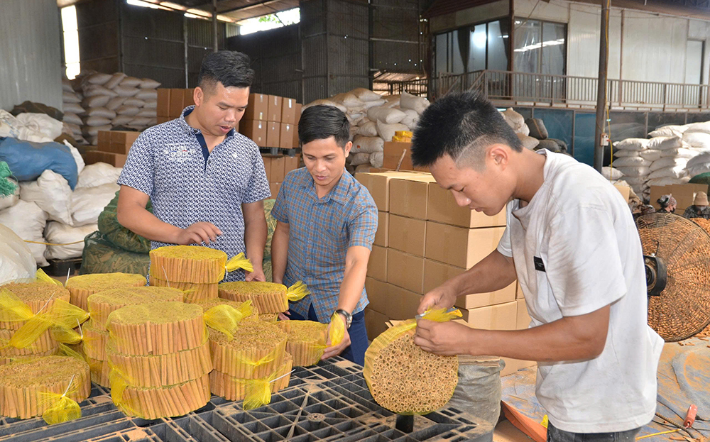 Anh Phí Văn Tiệp (ngoài cùng bên trái) cùng cán bộ xã An Thịnh kiểm tra sản phẩm quế điếu của Công ty.