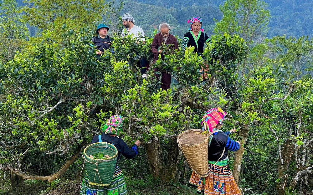 Vùng chè Shan tuyết Phình Hồ đã được đánh thức với những bước đi chuyên nghiệp của đảng viên trẻ Đỗ Tuấn Lương.