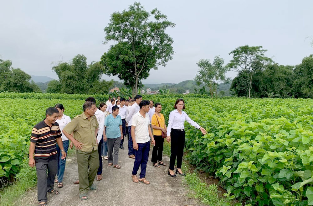 Phong trào xây dựng nông thôn mới lan tỏa sâu rộng tới các địa phương trong tỉnh. (Trong ảnh: Cánh đồng dâu xã Thành Thịnh, huyện Trấn Yên phát triển xanh tốt, góp thúc đẩy nghề nuôi tằm phát triển).