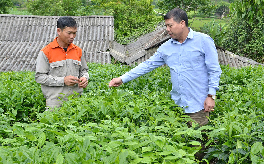 Lãnh đạo xã Nậm Búng thăm mô hình trồng chè Shan tuyết của gia đình anh Phạm Xuân Cảnh, thôn Chấn Hưng.