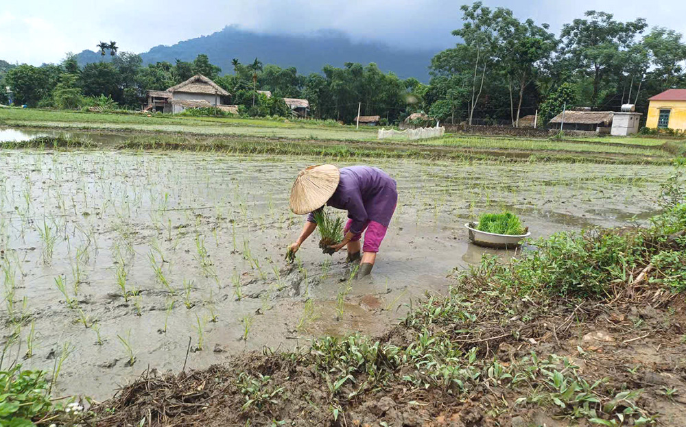 Nông dân xã Khánh Thiện (Lục Yên) gieo cấy lúa.