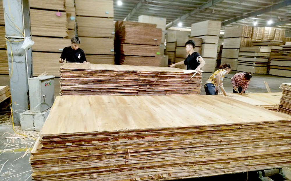 Chế biến gỗ rừng trồng tại Công ty cổ phần Thương mại Sản xuất Kim Gia, KCN Phía Nam, tỉnh Yên Bái