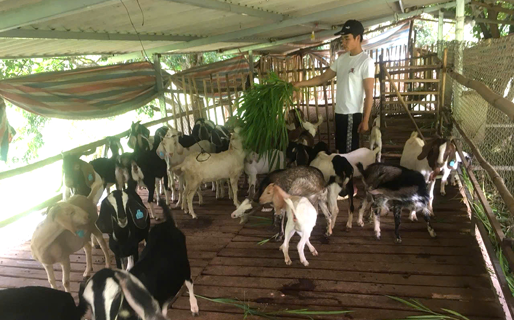 Hộ ông Hoàng Mộng Khanh ở thị trấn Sơn Thịnh, huyện Văn Chấn vay vốn chính sách đầu tư chăn nuôi dê.