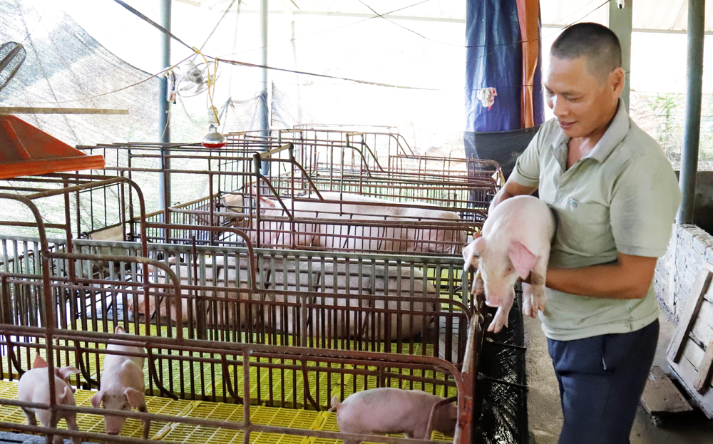Mô hình chăn nuôi lợn sinh sản, lợn thương phẩm của gia đình hội viên dafabet khuyến mãi dân xã Âu Lâu cho thu nhập cao.