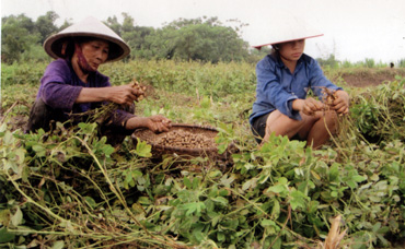 Nông dân xã Quy Mông (huyện Trấn Yên) thu hoạch lạc.
