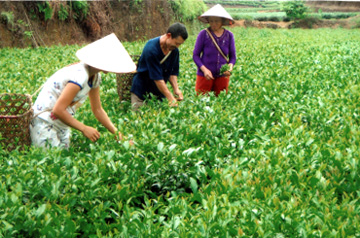 Nhờ cải tạo giống chè, giờ đây mỗi năm gia đình ông Tuyến có thu nhập gần 50 triệu đồng từ chè.