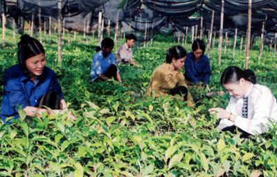 Công nhân Lâm trường Văn Chấn chăm sóc cây giống cung ứng cho nhân dân trồng rừng. (Ảnh: Minh Hằng)
