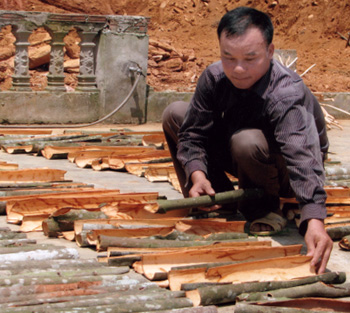 Hộ anh Bàn Văn Kim ở thôn Làng Câu, xã Tân Hợp (Văn Yên) mỗi năm thu về trên 100 triệu đồng từ cây quế.
Trong ảnh: Anh Kim phơi quế thu hoạch của gia đình.

