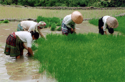 Mặc dù có nước nhưng do khô hạn lâu ngày, đất ruộng cứng lại, việc nhổ mạ của đồng bào Mông xã Pá Hu (Trạm Tấu) khá khó khăn.