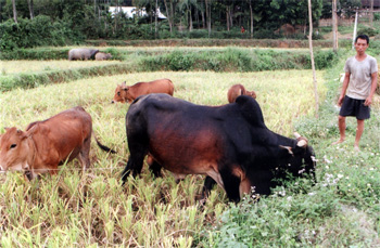 Nông dân xã Minh bảo (thành phố Yên Bái) đã chú ý đến nuôi bò đực giống có thể trạng to lớn làm dịch vụ phối giống bò nhằm cải tạo chất lượng đàn bò địa phương.
