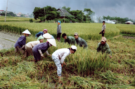 Trên cánh đồng Đại - Phú - An (Văn Yên).