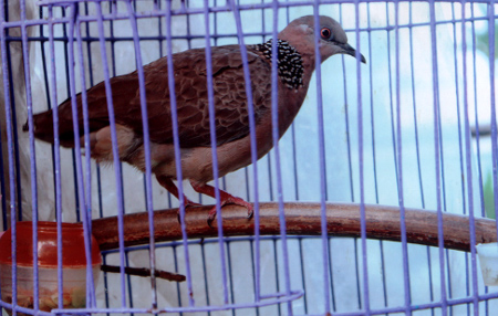 Kỹ thuật nuôi chim cu gáy Pháp, Nhật giai đoạn sinh sản