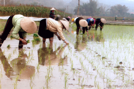 Tổng điều tra nông nghiệp, nông thôn và thủy sản năm 2011 góp phần đánh giá thực trạng và xu hướng phát triển của nông nghiệp, nông thôn Việt Nam.

