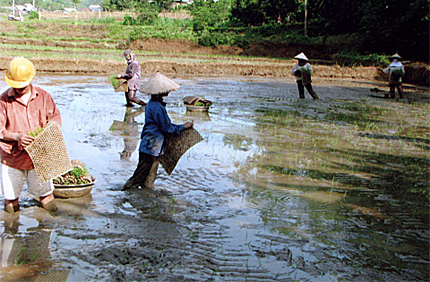 Nông dân xã Phú Thịnh cấy lúa mùa.