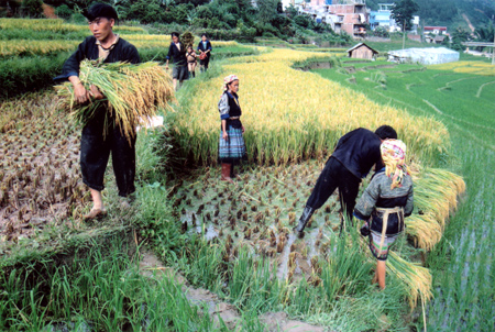 Ở huyện vùng cao Mù Cang Chải, nhiều hộ người Mông thoát nghèo nhờ tích cực gieo cấy hai vụ lúa.
(Ảnh: Đức Hồng)