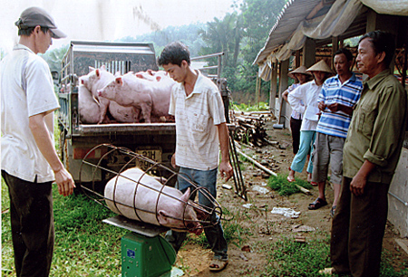 Mô hình chăn nuôi lợn có hiệu quả của hội viên CCB Lê Ngọc Châu.
