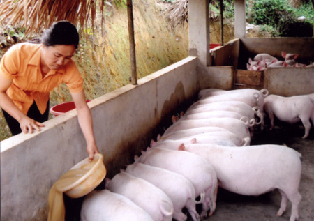 Hội viên Hội Phụ nữ thành phố tích cực áp dụng khoa học kỹ thuật vào chăn nuôi cho hiệu quả kinh tế cao.
