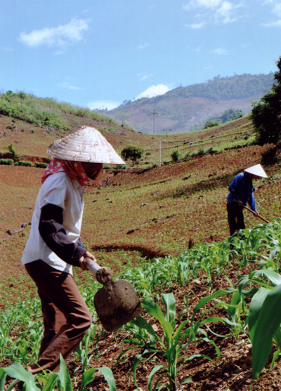 Nông dân xã Sơn Thịnh (Văn Chấn) chăm sóc ngô trên đất dốc.
