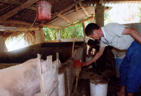 Để tiết kiệm chi phí, anh Lượng còn tận dụng các phụ phẩm nông nghiệp cho lợn ăn.
