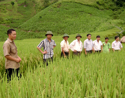 Lãnh đạo huyện Trạm Tấu kiểm tra mô hình lúa xuân tại xã Tà Xi Láng.