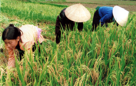 Mô hình giống lúa mới ĐS-1 góp phần nâng cao năng suất, thu nhập cho người dân.