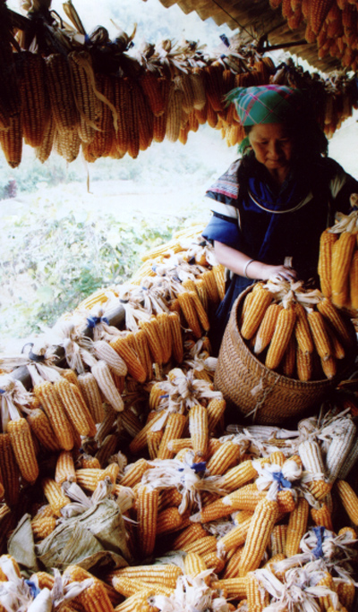 Mùa ngô ở Pú Nhu, La Pán Tẩn, huyện Mù Cang Chải.
